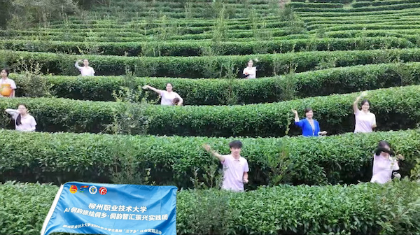 实践团学生进行采茶体验